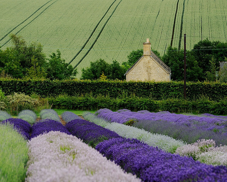 A field of lavender.
